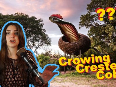 crowing crested cobra