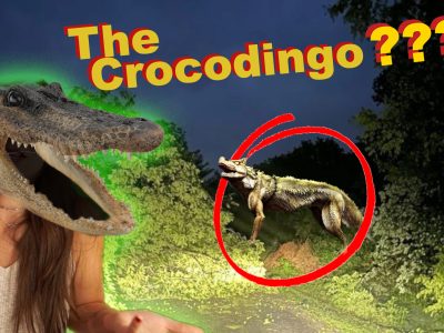 crocodingo